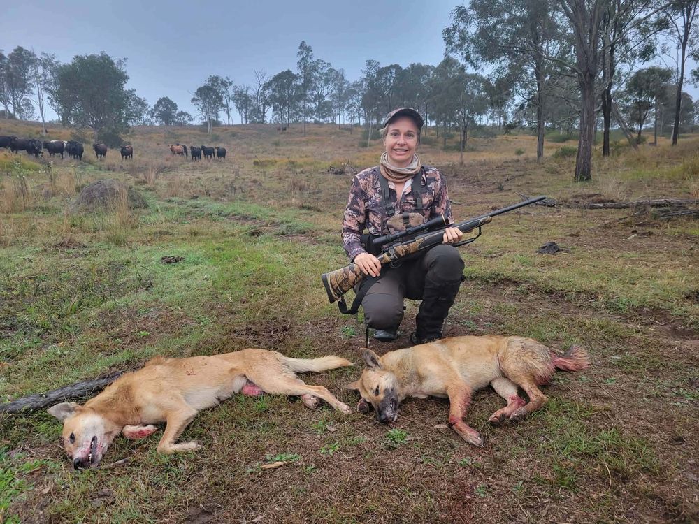 Lilly with two wild dogs called in on a grey morning