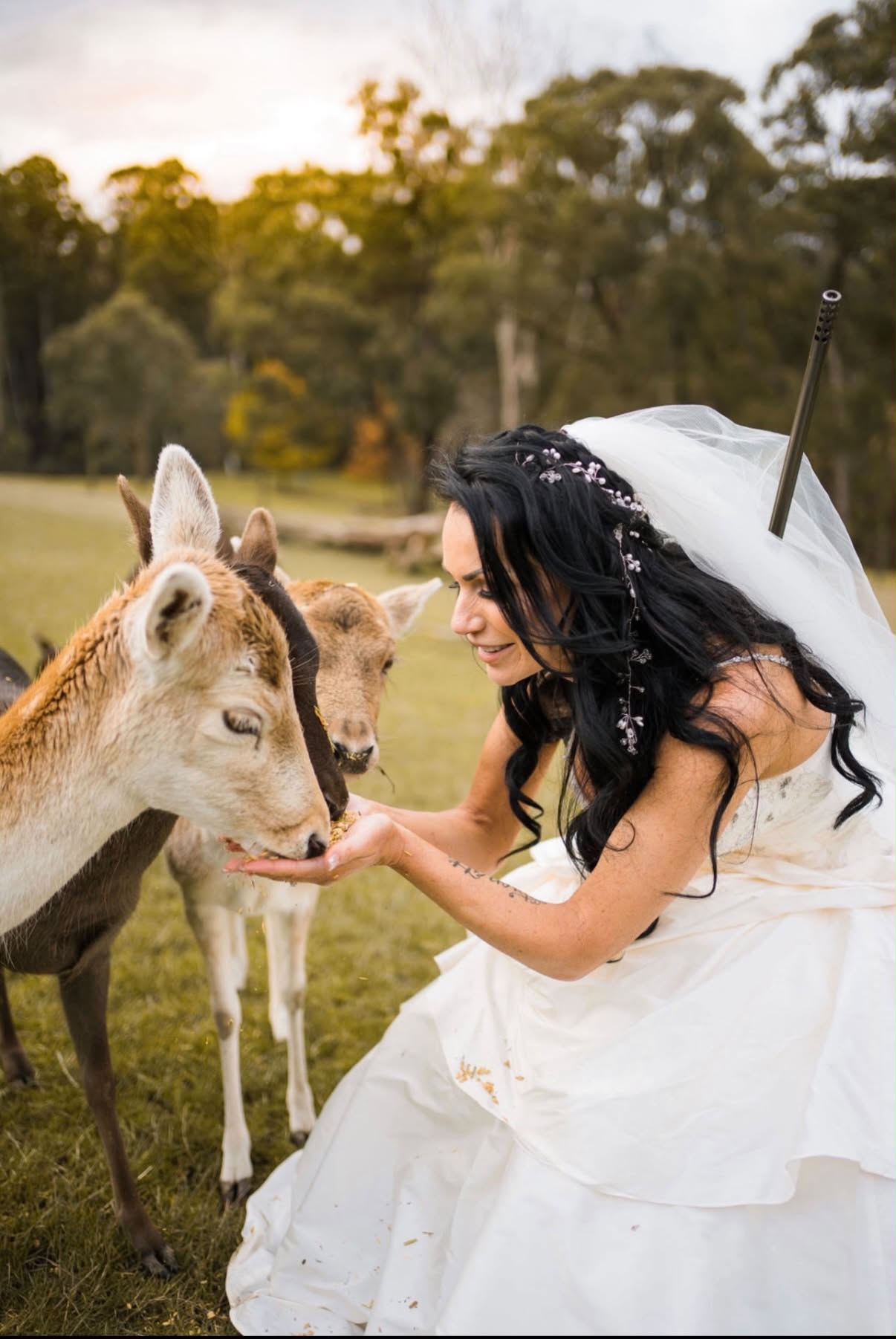 Sharelle Galea in her wedding dress hand-feeding fallow deer in a paddock