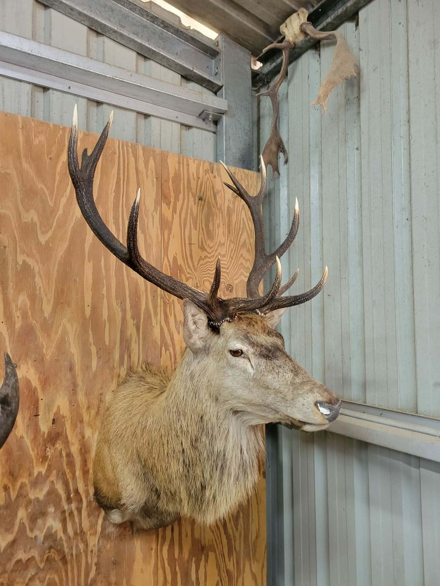 The double six red stag shoulder mount