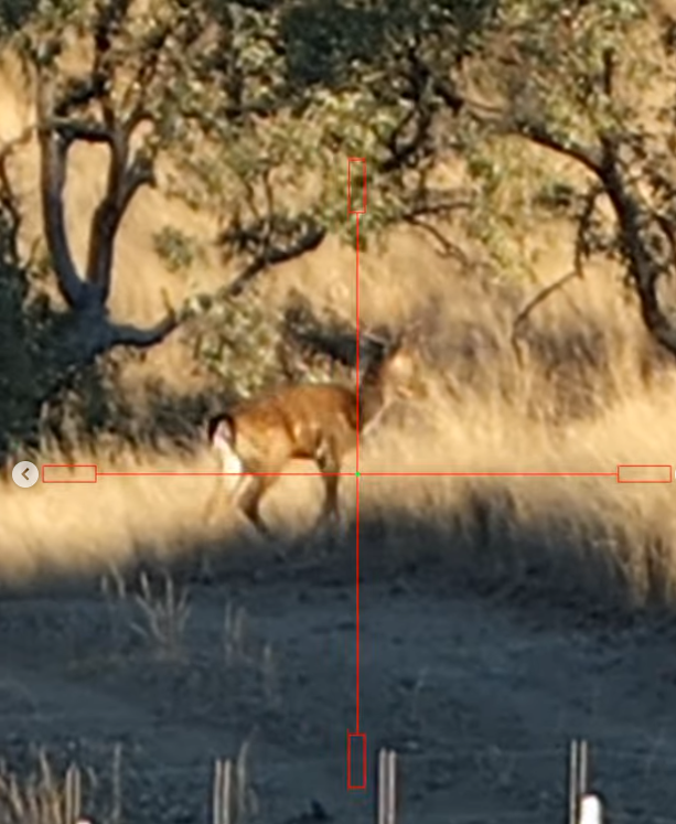 Through the scope: a fallow deer in golden Queensland grass